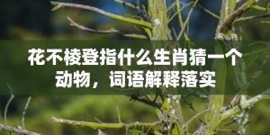 花不棱登指什么生肖猜一个动物，词语解释落实