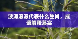 波涛滚滚代表什么生肖，成语解释落实