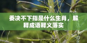 委决不下指是什么生肖，解释成语释义落实