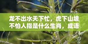 龙不出水天下忙，虎下山坡不怕人指是什么生肖，成语解释落实释义