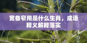 宽备窄用是什么生肖，成语释义解释落实