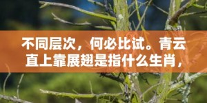 不同层次，何必比试。青云直上靠展翅是指什么生肖，成语释义解释落实