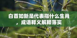 白首如新是代表指什么生肖，成语释义解释落实