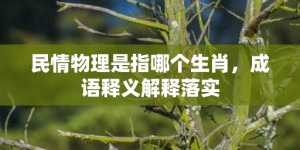 民情物理是指哪个生肖，成语释义解释落实