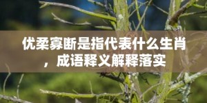 优柔寡断是指代表什么生肖，成语释义解释落实