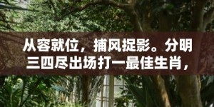 从容就位，捕风捉影。分明三四尽出场打一最佳生肖，成语释义解释落实