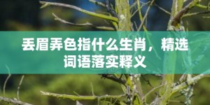 丢眉弄色指什么生肖，精选词语落实释义