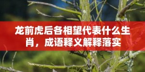 龙前虎后各相望代表什么生肖，成语释义解释落实