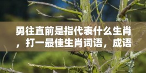 勇往直前是指代表什么生肖，打一最佳生肖词语，成语释义解释落实