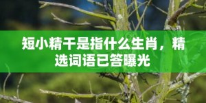 短小精干是指什么生肖，精选词语已答曝光