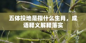 五体投地是指什么生肖，成语释义解释落实