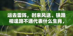 运去雷阵，时来风送、狭路相逢路不通代表什么生肖，成语释义解释落实