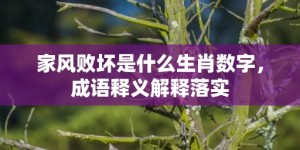 家风败坏是什么生肖数字，成语释义解释落实