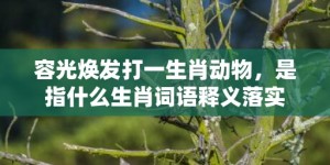 容光焕发打一生肖动物，是指什么生肖词语释义落实