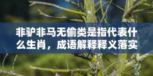 非驴非马无偷类是指代表什么生肖，成语解释释义落实