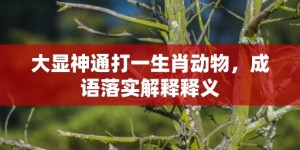 大显神通打一生肖动物，成语落实解释释义