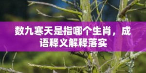 数九寒天是指哪个生肖，成语释义解释落实