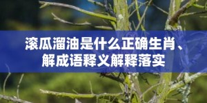 滚瓜溜油是什么正确生肖、解成语释义解释落实