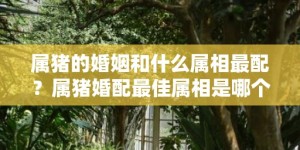 属猪的婚姻和什么属相最配？属猪婚配最佳属相是哪个？