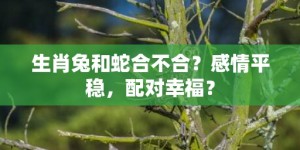 生肖兔和蛇合不合？感情平稳，配对幸福？