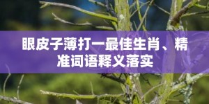 眼皮子薄打一最佳生肖、精准词语释义落实