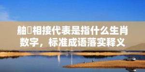 舳舮相接代表是指什么生肖数字，标准成语落实释义