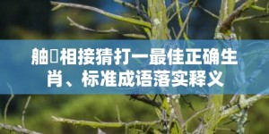 舳舮相接猜打一最佳正确生肖、标准成语落实释义