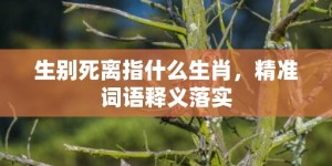 生别死离指什么生肖，精准词语释义落实