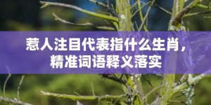 惹人注目代表指什么生肖，精准词语释义落实