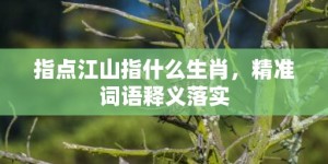 指点江山指什么生肖，精准词语释义落实