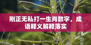 刚正无私打一生肖数字，成语释义解释落实