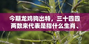 今期龙鸡狗出特，三十四四两数来代表是指什么生肖、“成语释义解释落实”