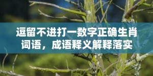 逗留不进打一数字正确生肖词语，成语释义解释落实