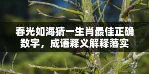 春光如海猜一生肖最佳正确数字，成语释义解释落实