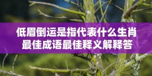 低眉倒运是指代表什么生肖 最佳成语最佳释义解释答