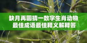 缺月再圆猜一数字生肖动物 最佳成语最佳释义解释答