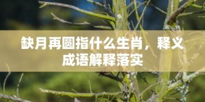 缺月再圆指什么生肖，释义成语解释落实