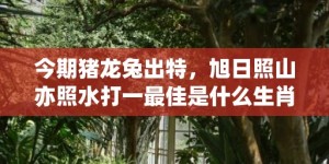 今期猪龙兔出特，旭日照山亦照水打一最佳是什么生肖,释义成语解释落实