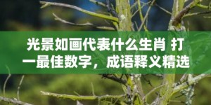 光景如画代表什么生肖 打一最佳数字，成语释义精选解释