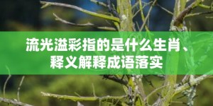 流光溢彩指的是什么生肖、释义解释成语落实