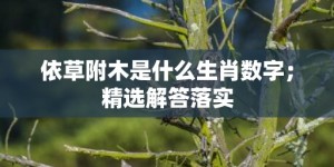 依草附木是什么生肖数字；精选解答落实