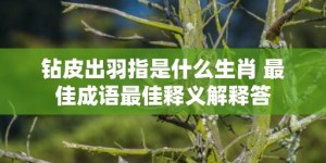 钻皮出羽指是什么生肖 最佳成语最佳释义解释答