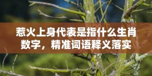 惹火上身代表是指什么生肖数字，精准词语释义落实