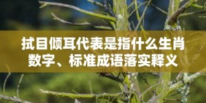 拭目倾耳代表是指什么生肖数字、标准成语落实释义