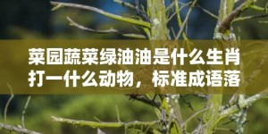 菜园蔬菜绿油油是什么生肖打一什么动物，标准成语落实释义