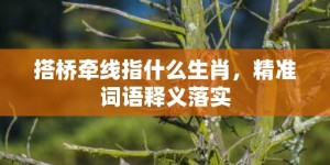 搭桥牵线指什么生肖，精准词语释义落实