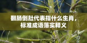 翻肠倒肚代表指什么生肖，标准成语落实释义