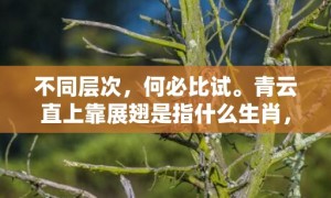 不同层次，何必比试。青云直上靠展翅是指什么生肖，成语释义解释落实