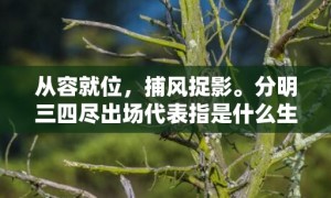 从容就位，捕风捉影。分明三四尽出场代表指是什么生肖，成语释义解释落实