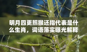 明月四更照猴还指代表是什么生肖，词语落实曝光解释